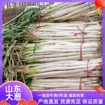 山东长白大葱产地大量上市，欢迎新老客户订购