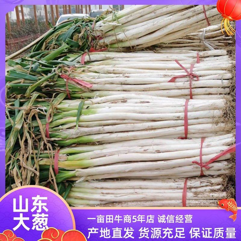 山东长白大葱产地大量上市，欢迎新老客户订购