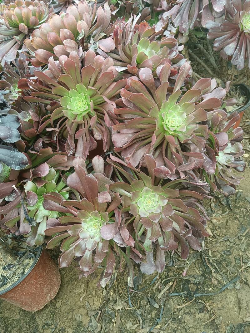 （多肉植物法师）红黑铜壶老桩法师多肉植物特价零售批发