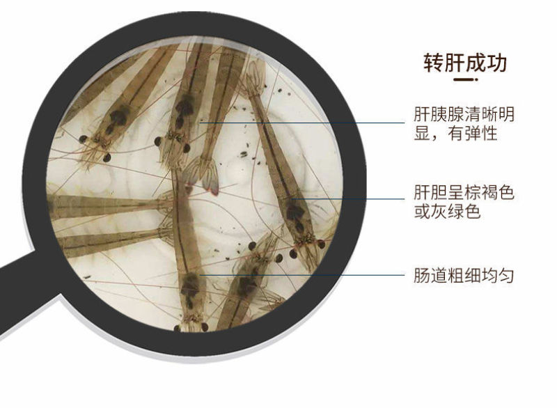对虾乐高活性全发酵对虾用饲料诱食促长水产养殖对虾虾蟹配合
