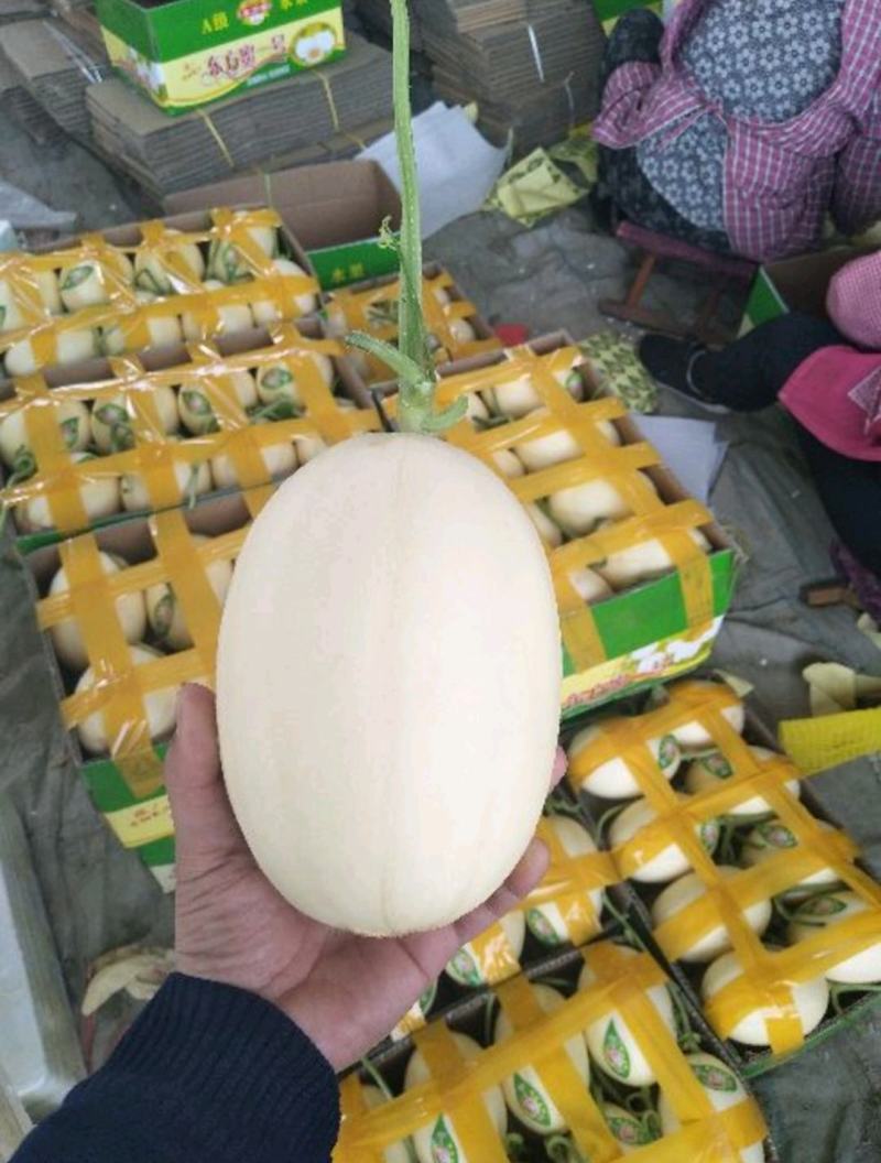 山东百万亩东方蜜甜瓜白里透红专业供应全国市场电商