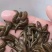 宽体金线蛭，宽体金线蛭种苗，免费提供养殖技术，回收商品。