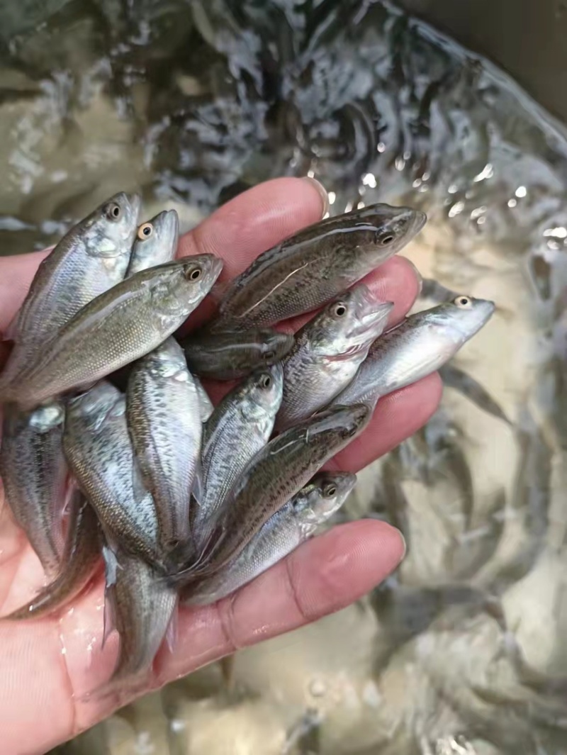 鲈鱼苗，优质加州鲈鱼苗，一手货源，保质保量