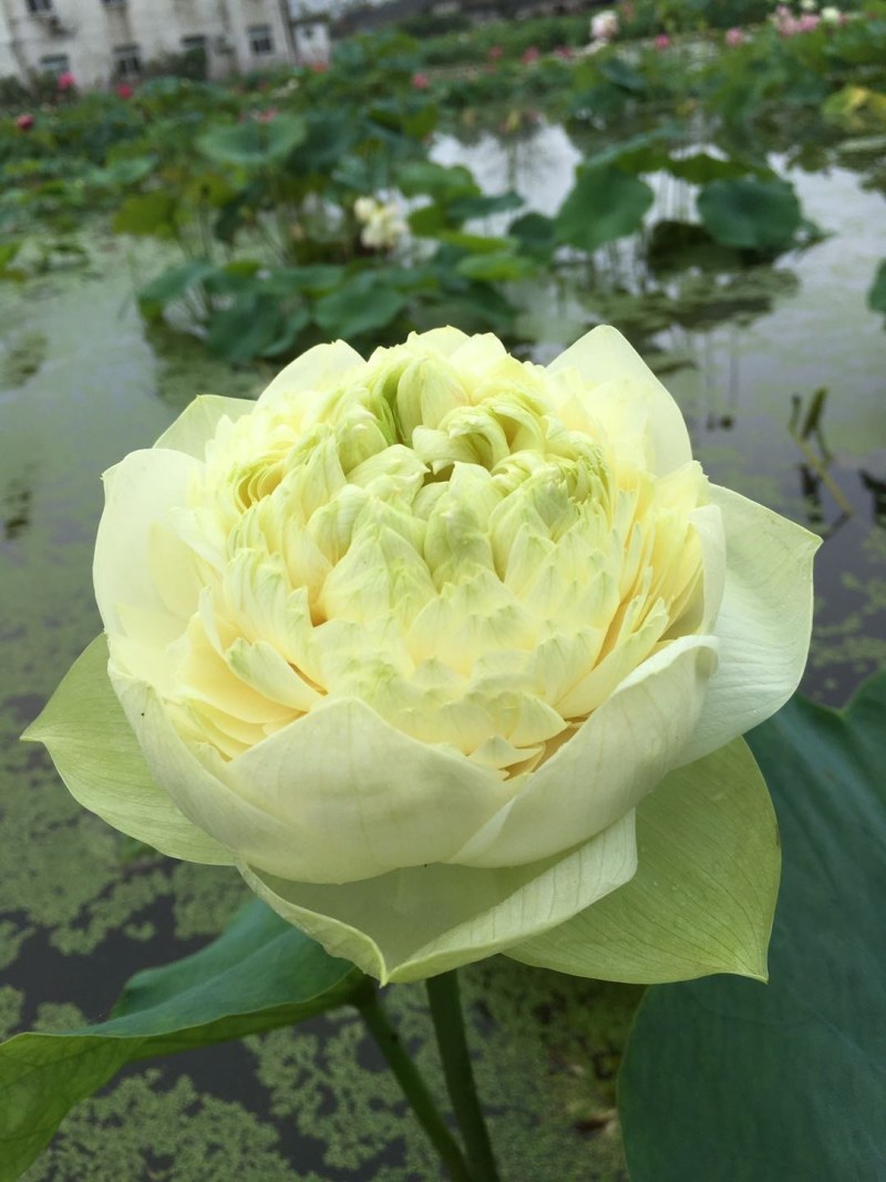 碗莲，碗莲种苗，碗莲种子。免费提供碗莲种植技术。