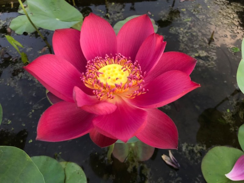 碗莲，碗莲种苗，碗莲种子。免费提供碗莲种植技术。