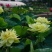 碗莲，碗莲种苗，碗莲种子。免费提供碗莲种植技术。