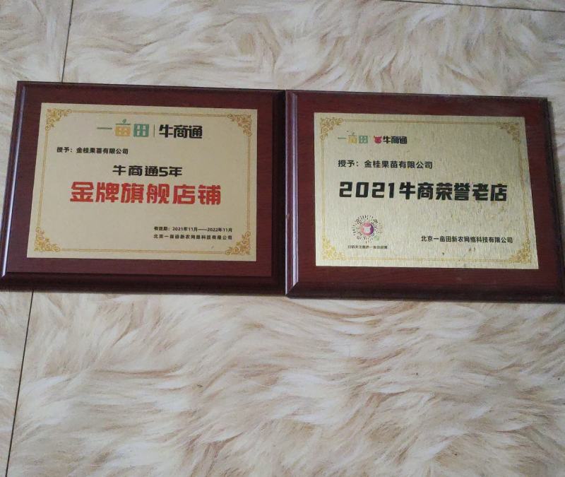 番石榴苗，红宝石少籽，四季珍珠番石榴苗，广西发货，当年结