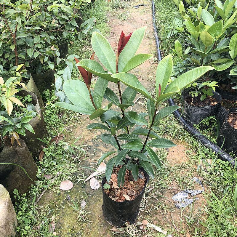 巴西甜樱桃树苗南方车厘子四季可种当年结果地栽盆栽庭院种植