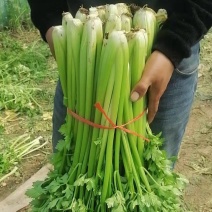 芹菜，现挖新鲜芹菜，颗大新鲜基地直供一手货源全国发货