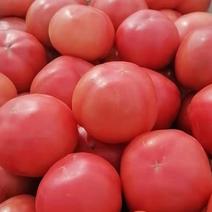 精品西红柿原产地直销大量有货可对接商超电商微商社区团购等