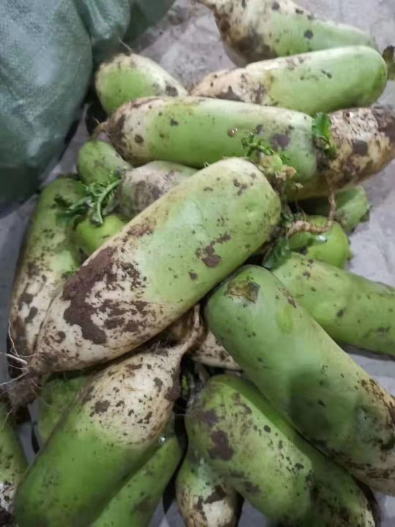 开封青萝卜新鲜应季蔬菜基地直供一手货源保质保量批发量大从