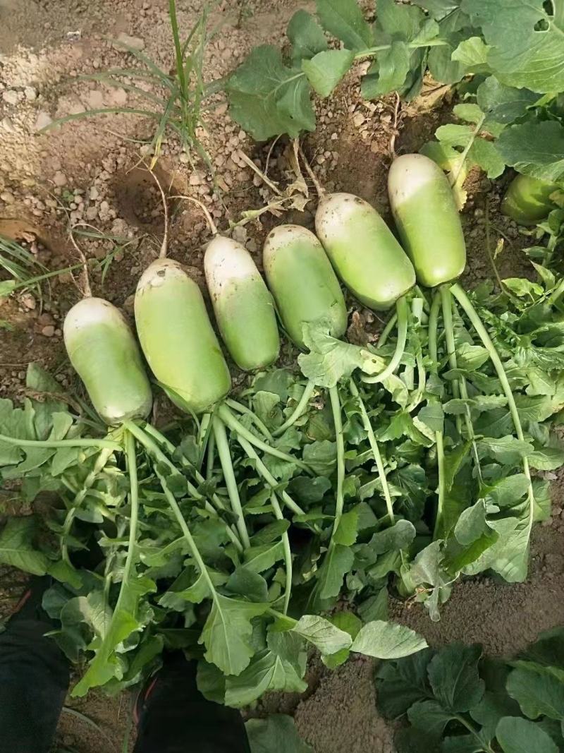 开封青萝卜新鲜应季蔬菜基地直供一手货源保质保量批发量大从