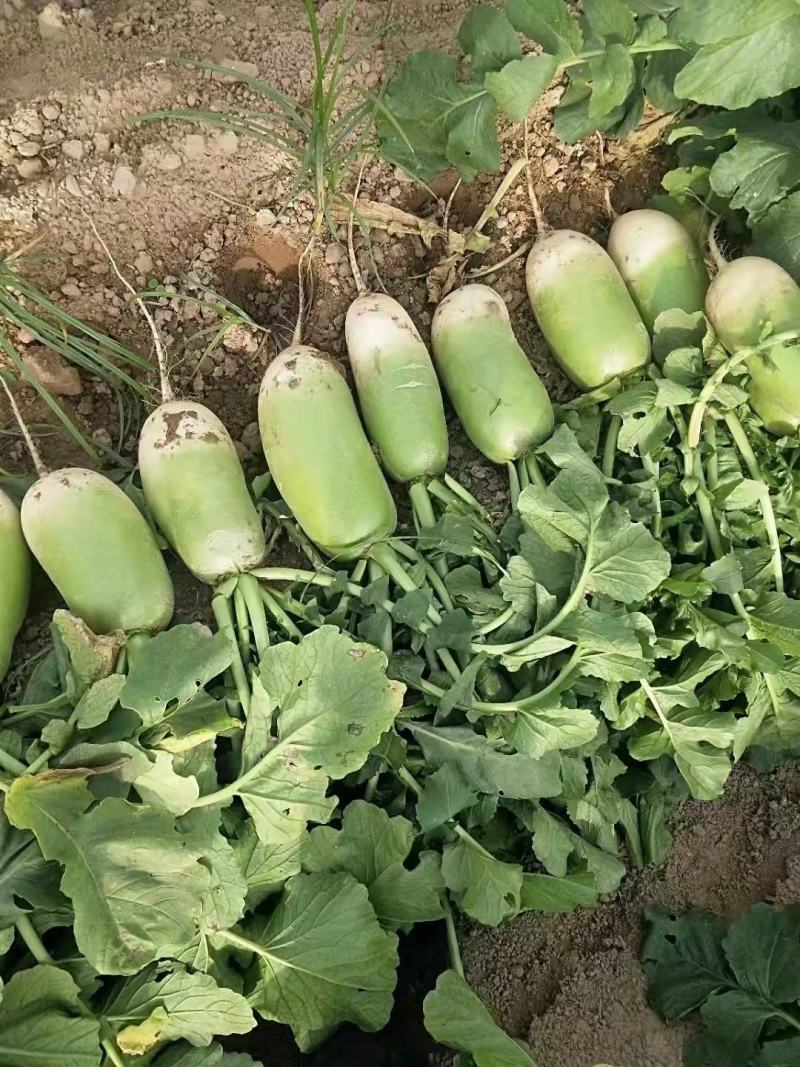 开封青萝卜新鲜应季蔬菜基地直供一手货源保质保量批发量大从