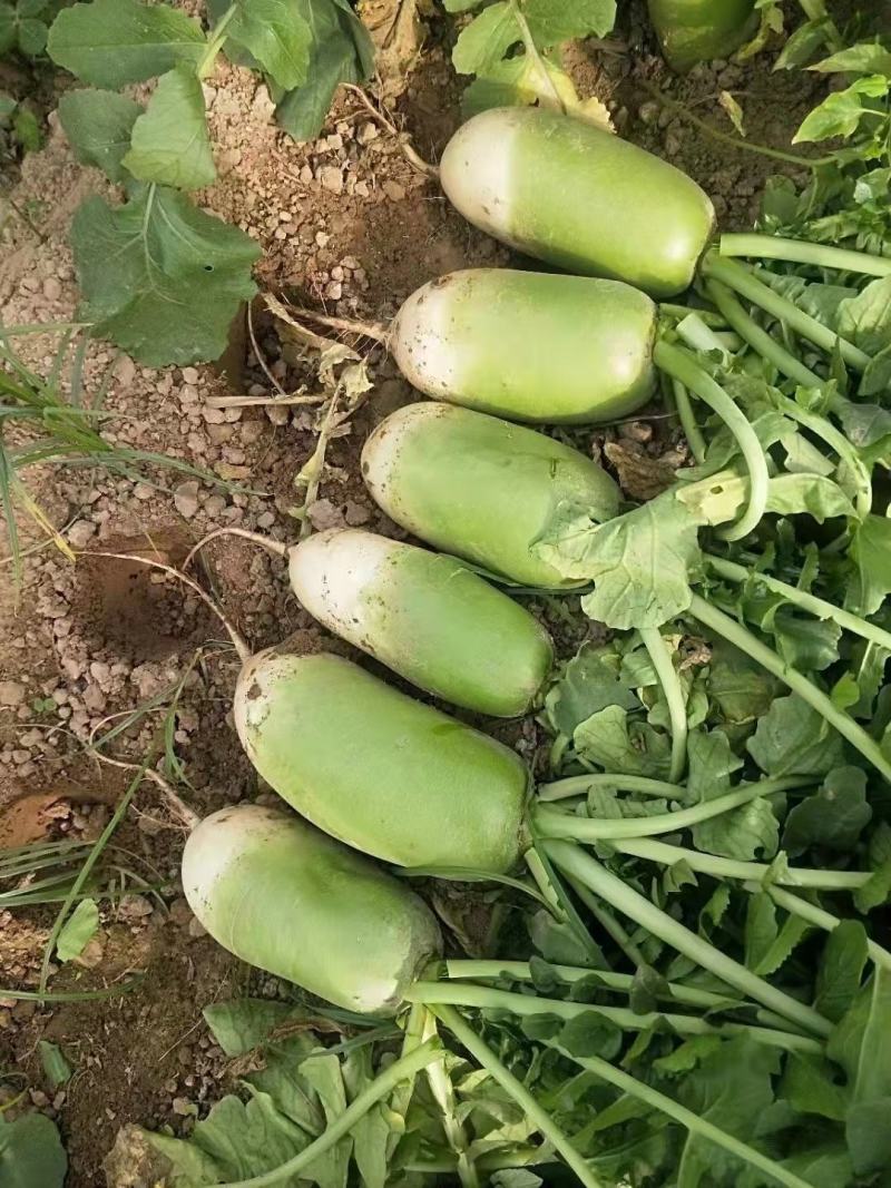 开封青萝卜新鲜应季蔬菜基地直供一手货源保质保量批发量大从