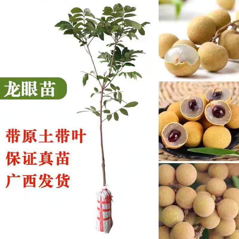 龙眼树苗石硖储良四季嫁接龙眼，带原土，成活保证。