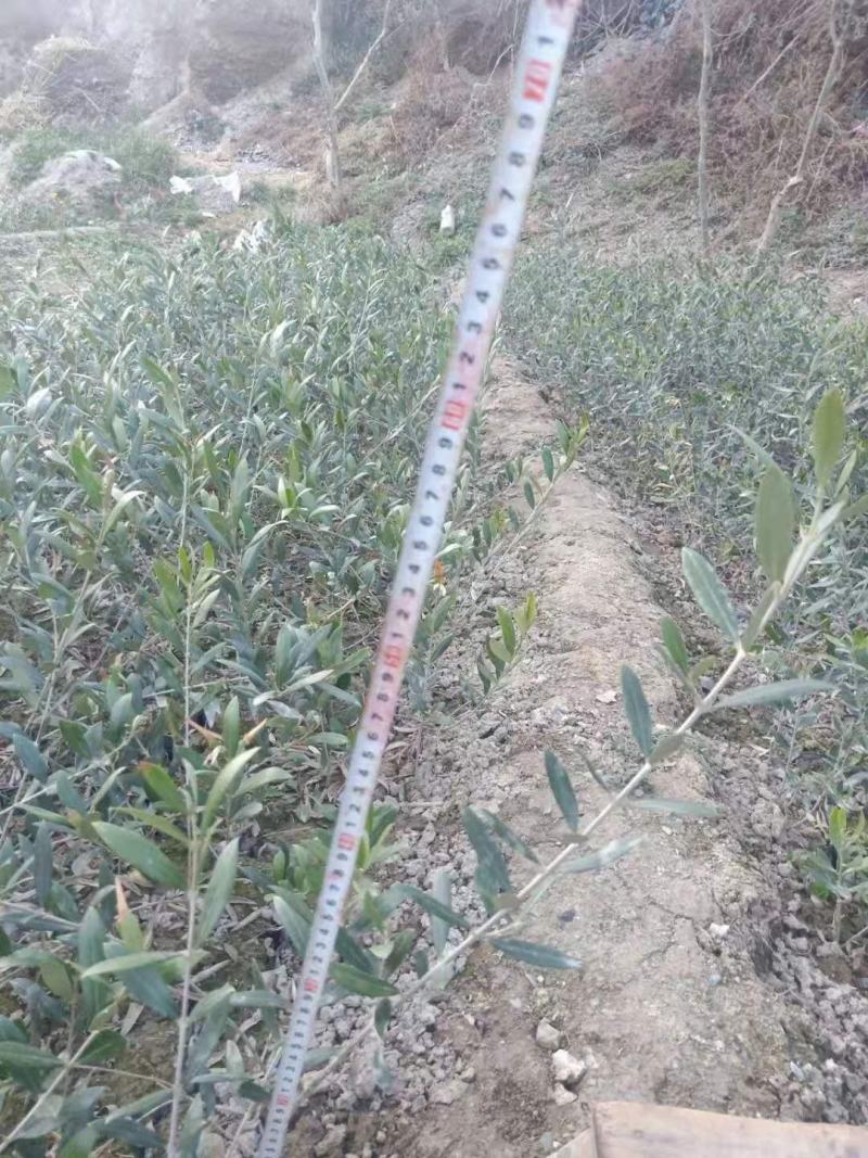 【热销】油橄榄树苗质量保证价格实惠欢迎采购咨询