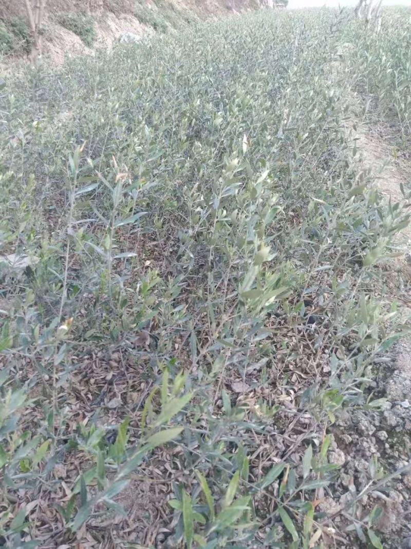 【热销】油橄榄树苗质量保证价格实惠欢迎采购咨询