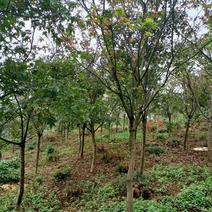 青枫新农村建设行道风景公园绿化植树造林占地用苗房地产绿化