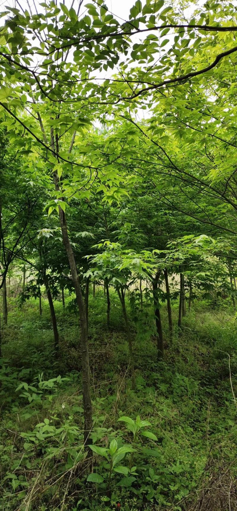 青枫新农村建设行道风景公园绿化植树造林占地用苗房地产绿化