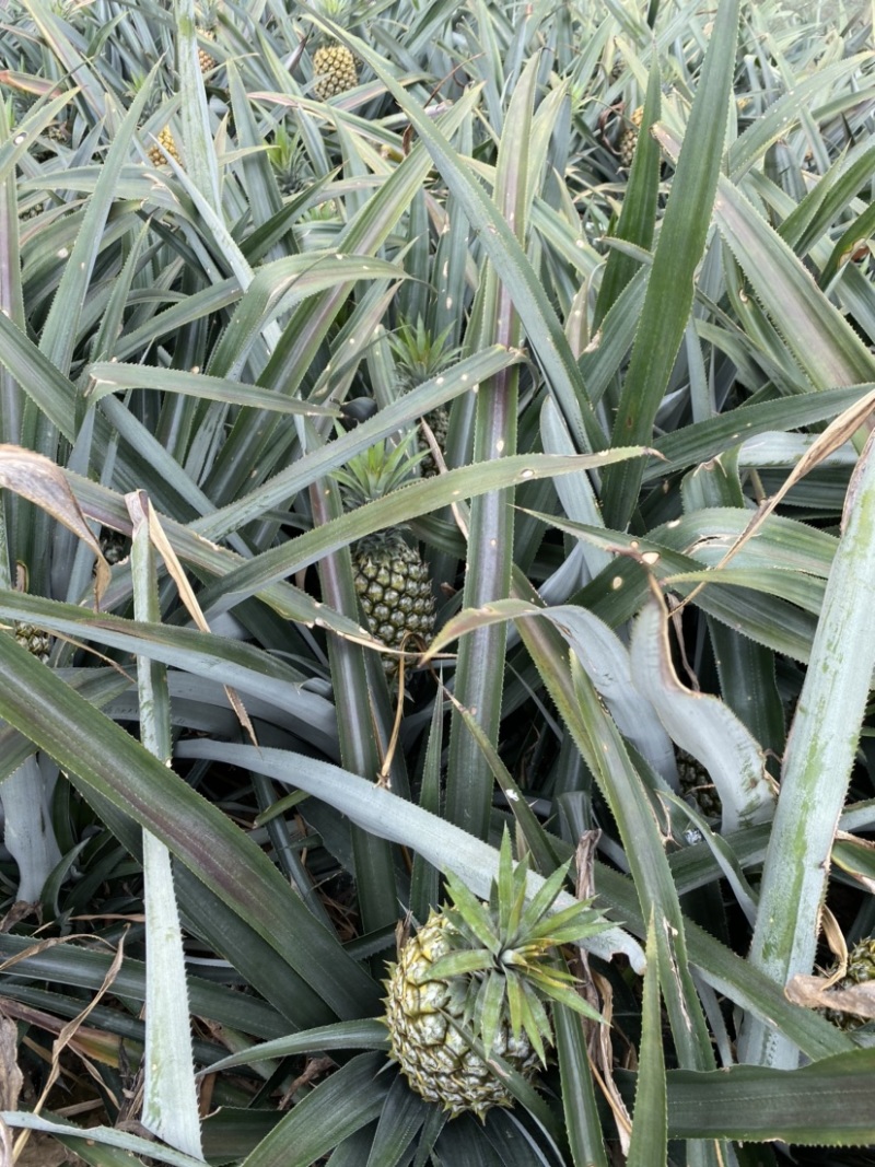 云南河口香水菠萝