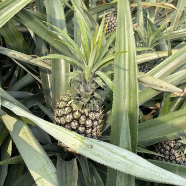 云南河口香水菠萝