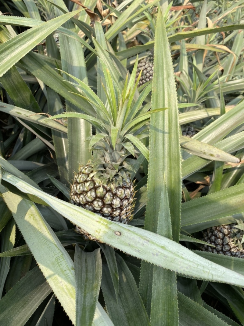 云南河口香水菠萝