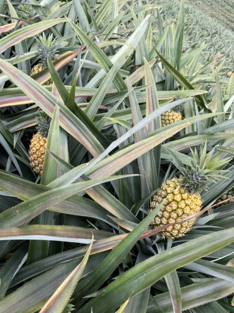 云南河口香水菠萝