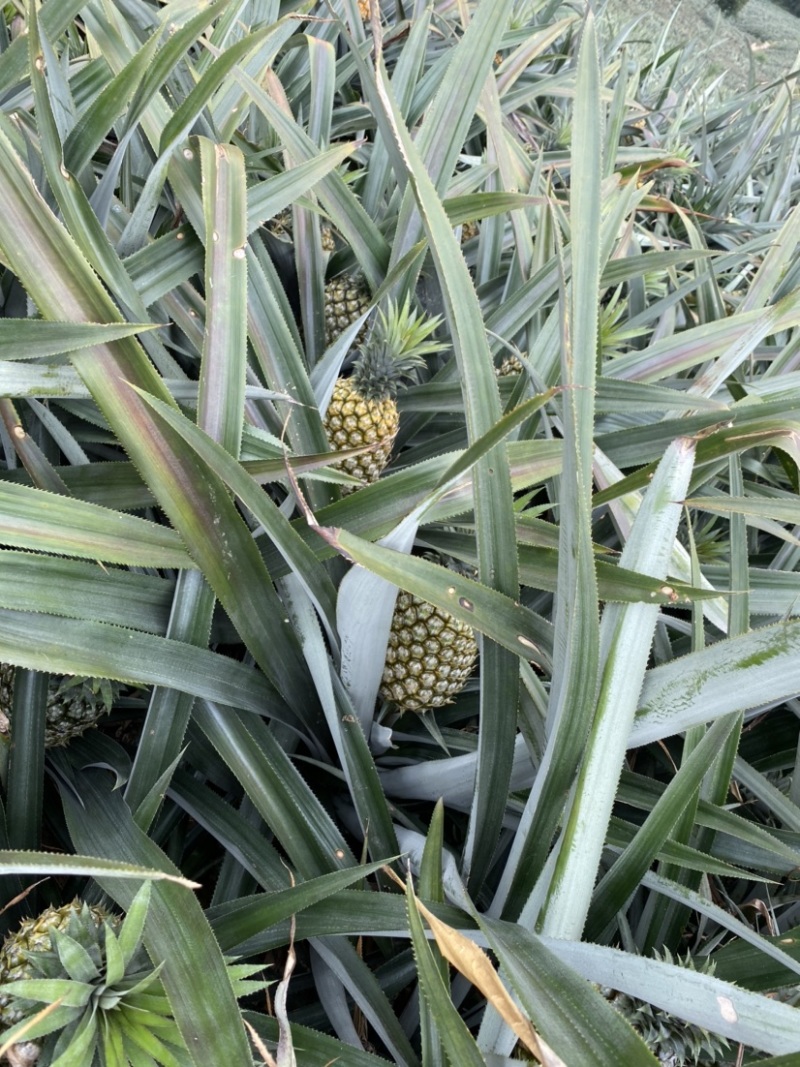 云南河口香水菠萝