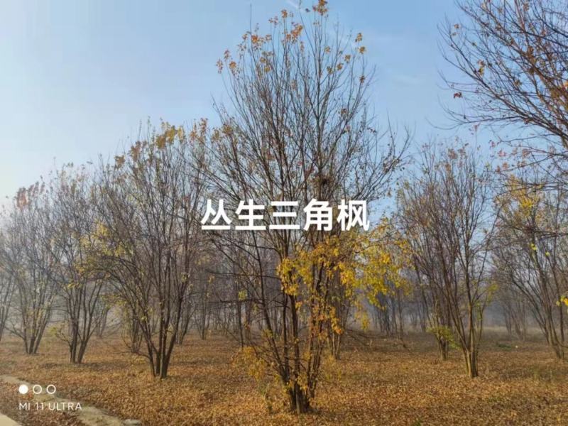 三角枫房地产用苗行道风景新农村建设绿化市政工程