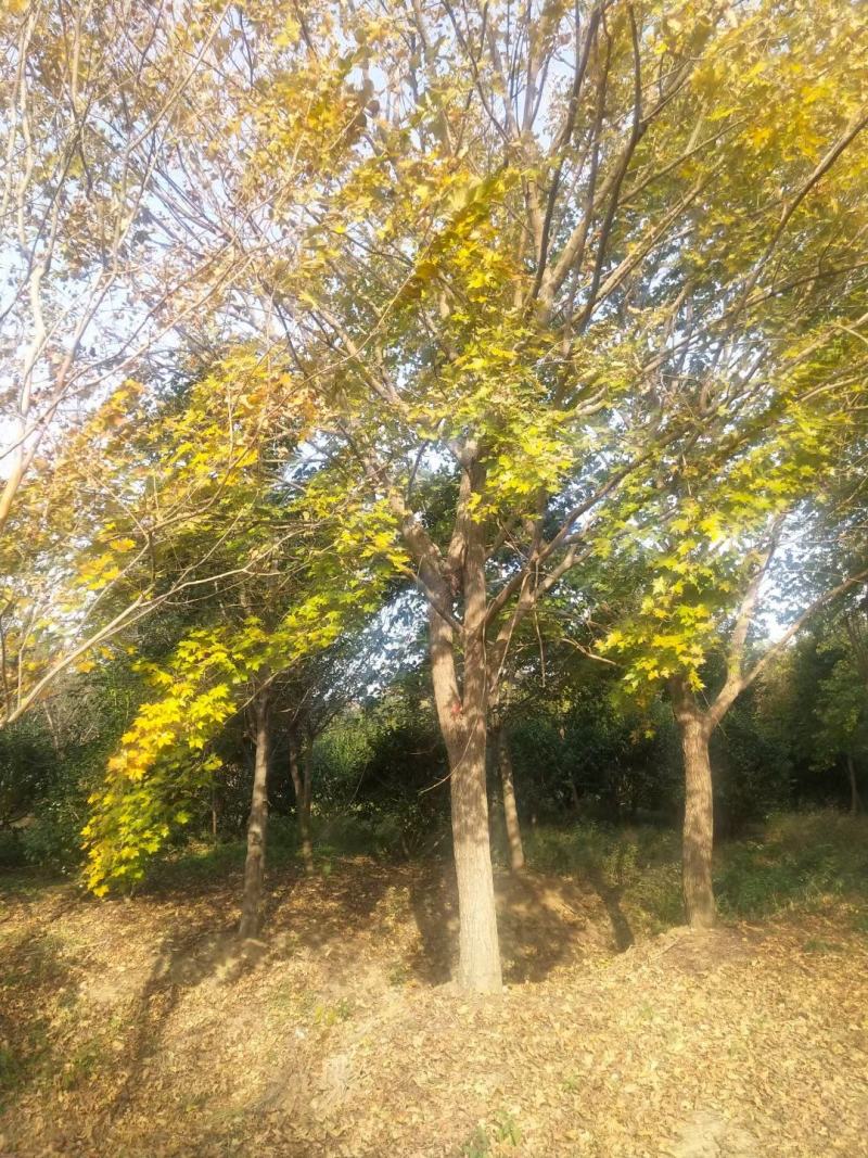 五角枫新农村建设用苗房地产绿化市政工程占地用苗植树造林行