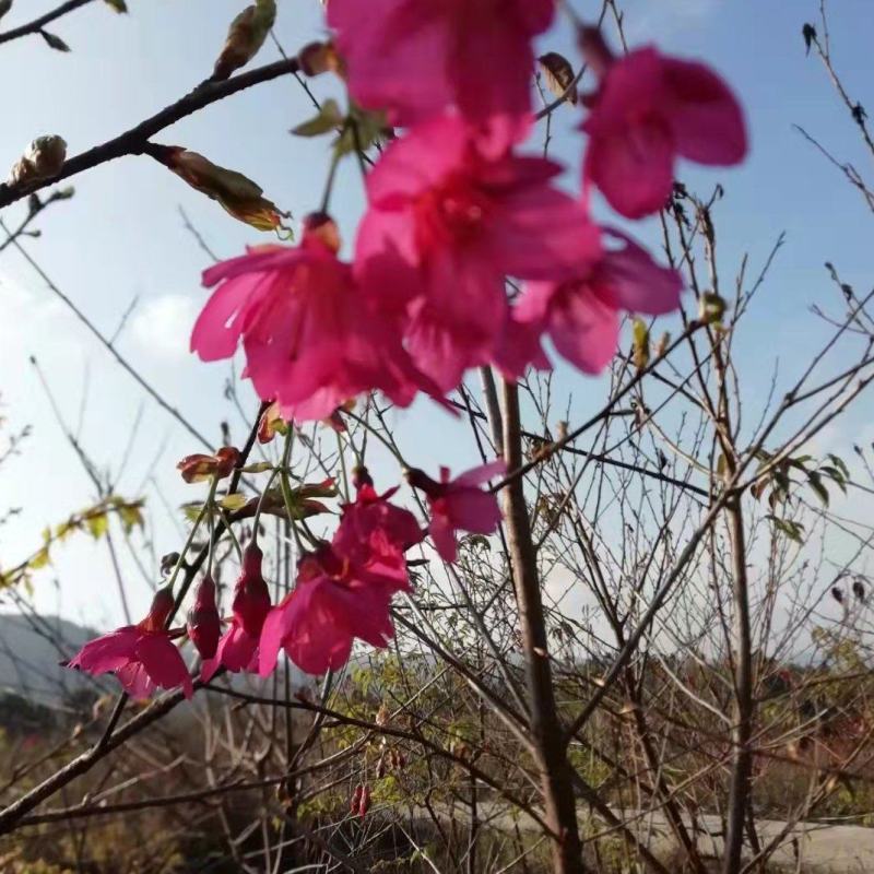 福建山樱花新农村建设用苗房地产绿化市政工程植树造林行道风