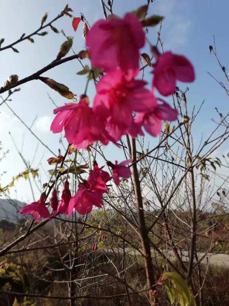 福建山樱花新农村建设用苗房地产绿化市政工程植树造林行道风