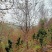 福建山樱花新农村建设用苗房地产绿化市政工程植树造林行道风