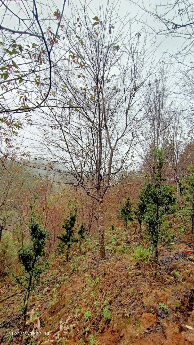 福建山樱花新农村建设用苗房地产绿化市政工程植树造林行道风