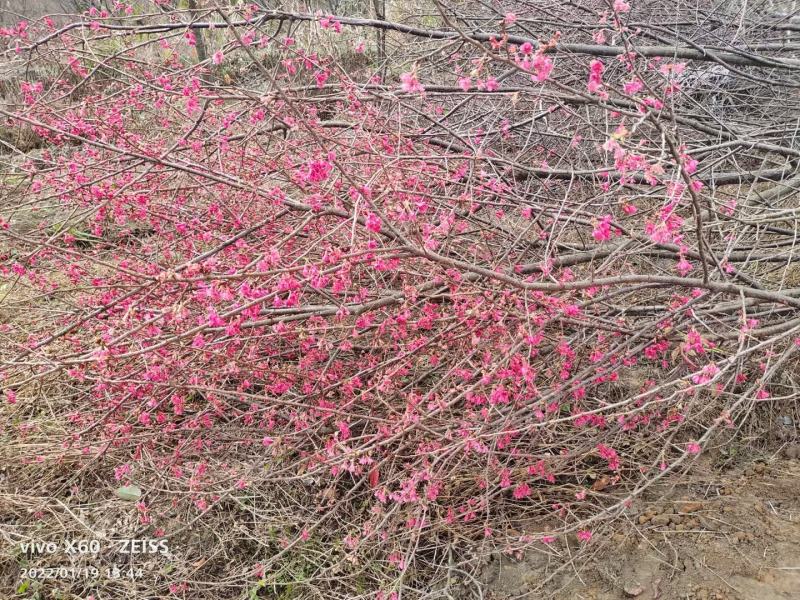 福建山樱花新农村建设用苗房地产绿化市政工程植树造林行道风
