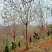 福建山樱花新农村建设用苗房地产绿化市政工程植树造林行道风