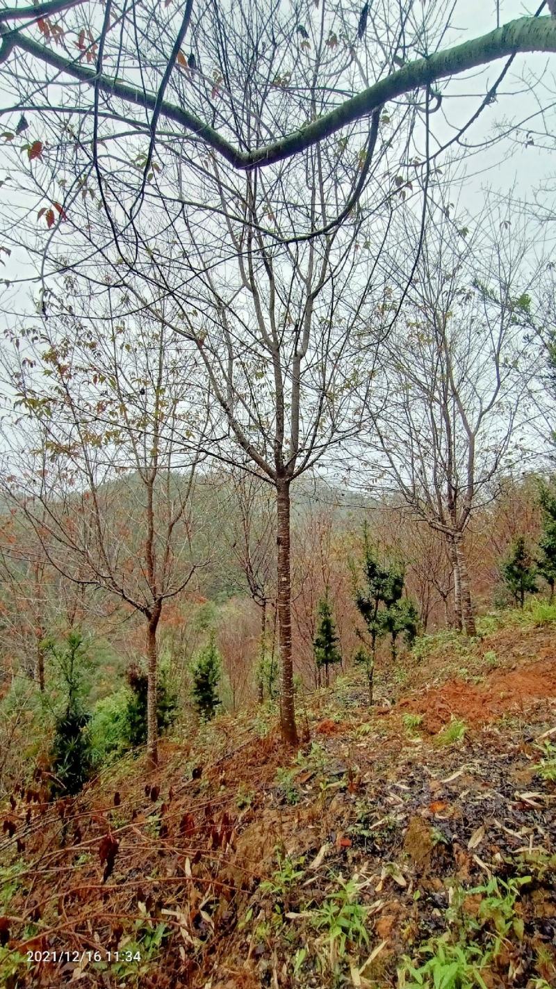 福建山樱花新农村建设用苗房地产绿化市政工程植树造林行道风