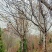 福建山樱花新农村建设用苗房地产绿化市政工程植树造林行道风