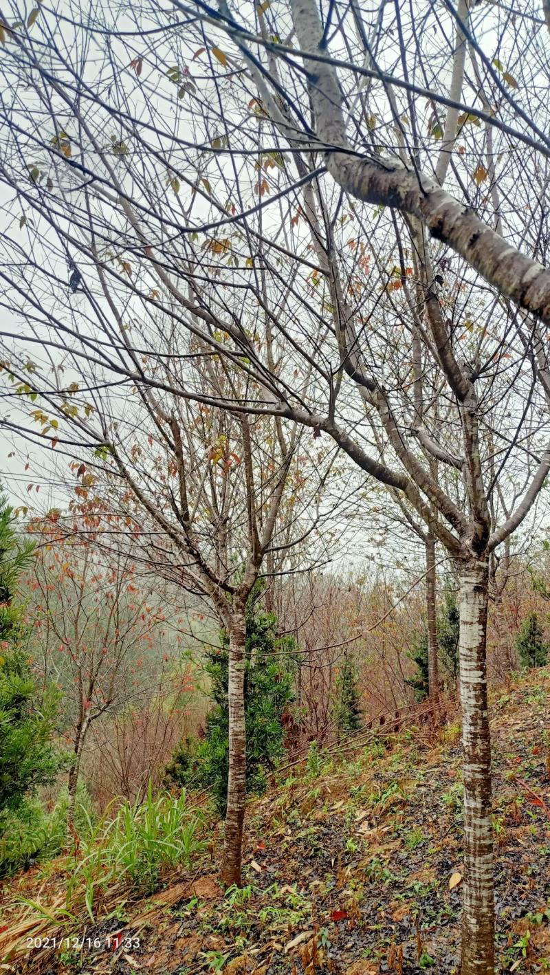 福建山樱花新农村建设用苗房地产绿化市政工程植树造林行道风