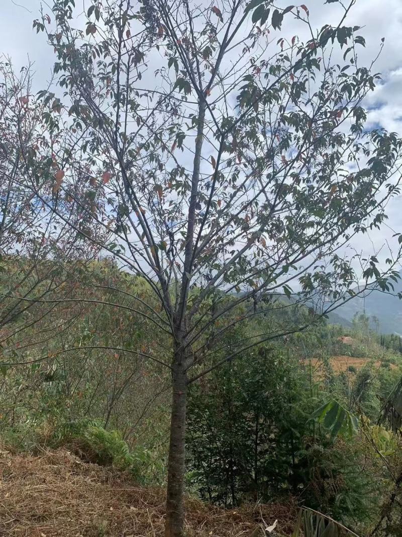 福建山樱花新农村建设用苗房地产绿化市政工程植树造林行道风