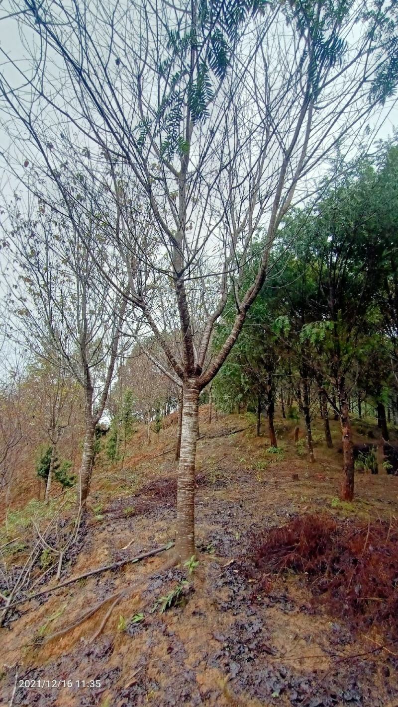 福建山樱花新农村建设用苗房地产绿化市政工程植树造林行道风