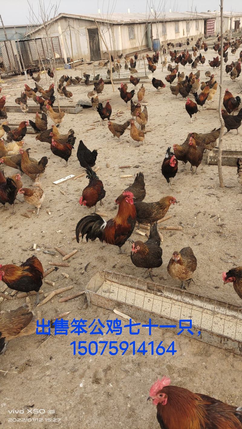 土鸡蛋，笨鸡蛋