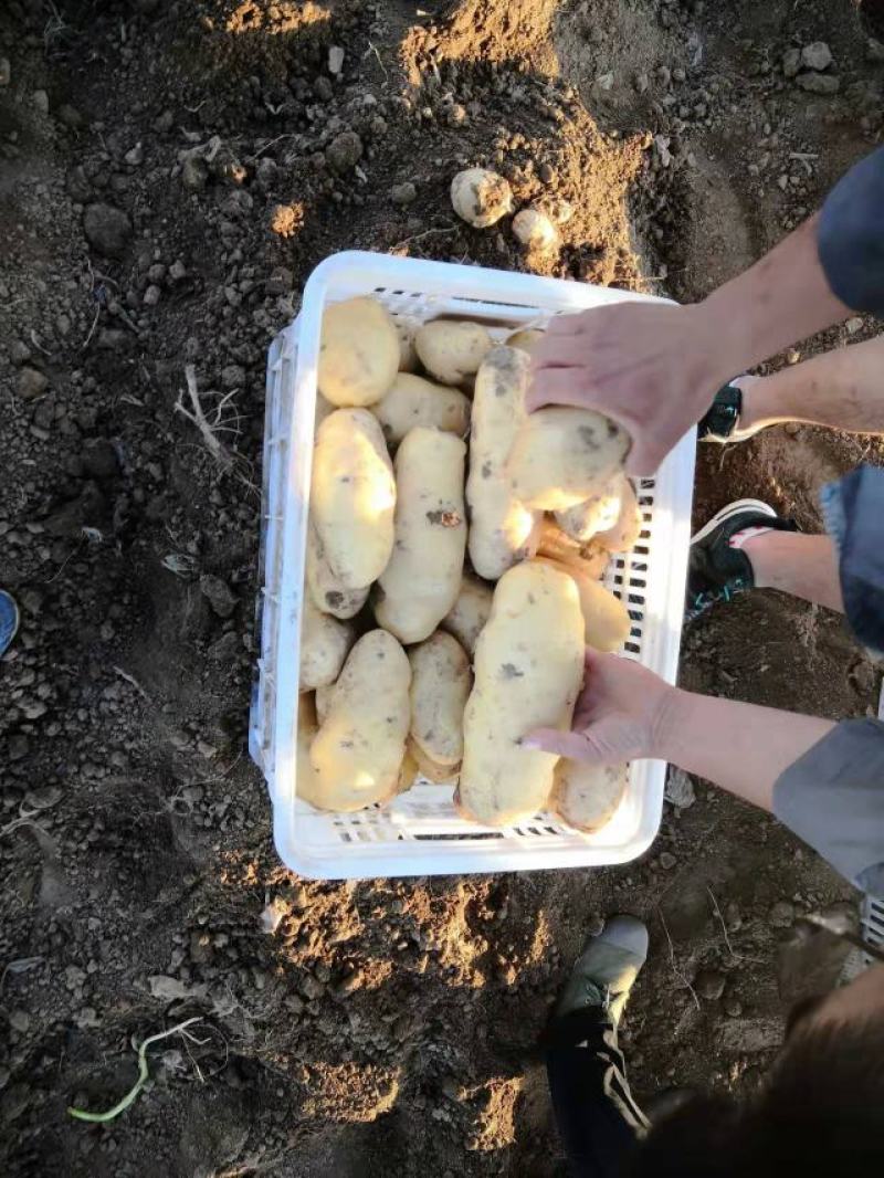 安丘土豆大量冷库储存，规格多样可加工水洗可发商超