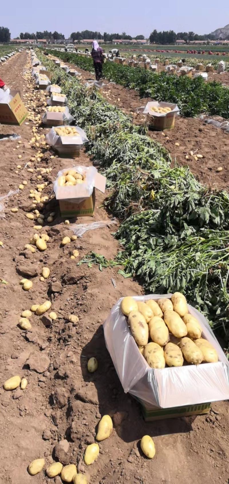 安丘土豆大量冷库储存，规格多样可加工水洗可发商超