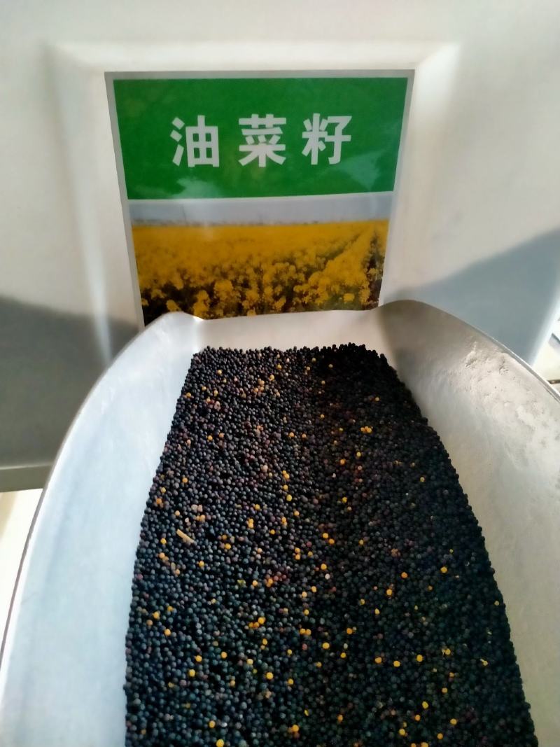 油菜花籽种子观赏高产榨油多彩油彩花种子耐热耐旱花种籽易活