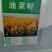 油菜花籽种子观赏高产榨油多彩油彩花种子耐热耐旱花种籽易活