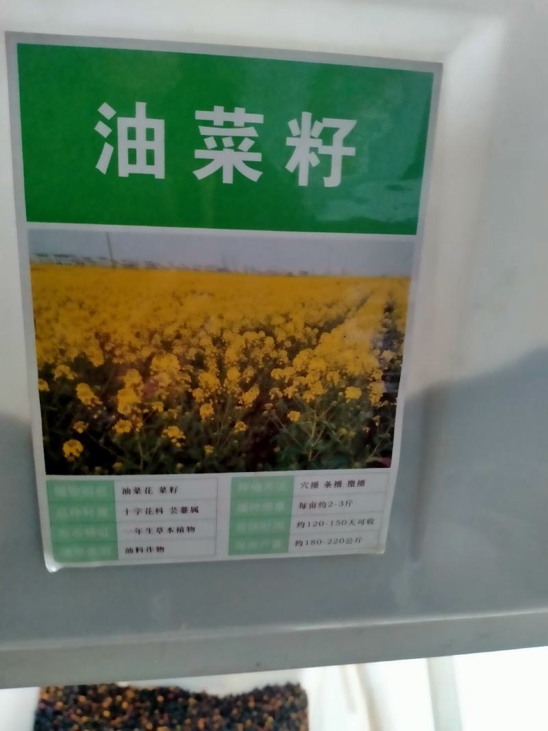 油菜花籽种子观赏高产榨油多彩油彩花种子耐热耐旱花种籽易活