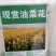 油菜花籽种子观赏高产榨油多彩油彩花种子耐热耐旱花种籽易活