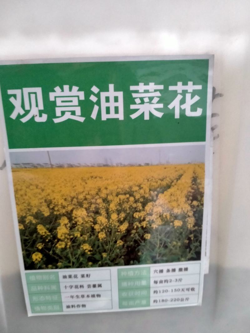 油菜花籽种子观赏高产榨油多彩油彩花种子耐热耐旱花种籽易活