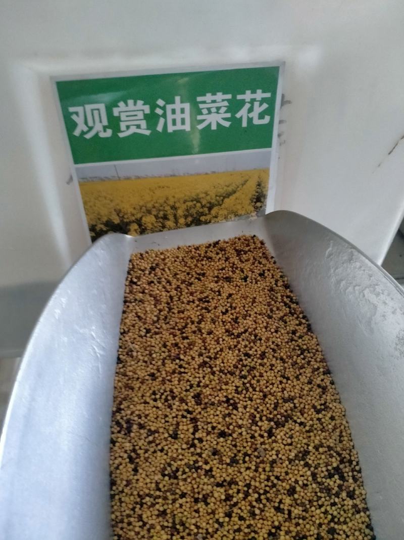 油菜花籽种子观赏高产榨油多彩油彩花种子耐热耐旱花种籽易活